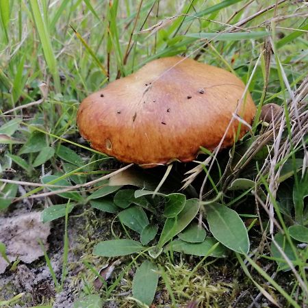 Agroturystyka Pod Dobrymi Skrzydlami Wiski Ngoại thất bức ảnh