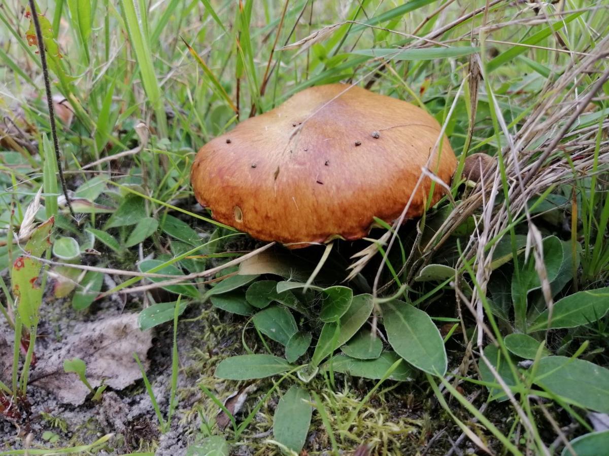 Agroturystyka Pod Dobrymi Skrzydlami Wiski Ngoại thất bức ảnh